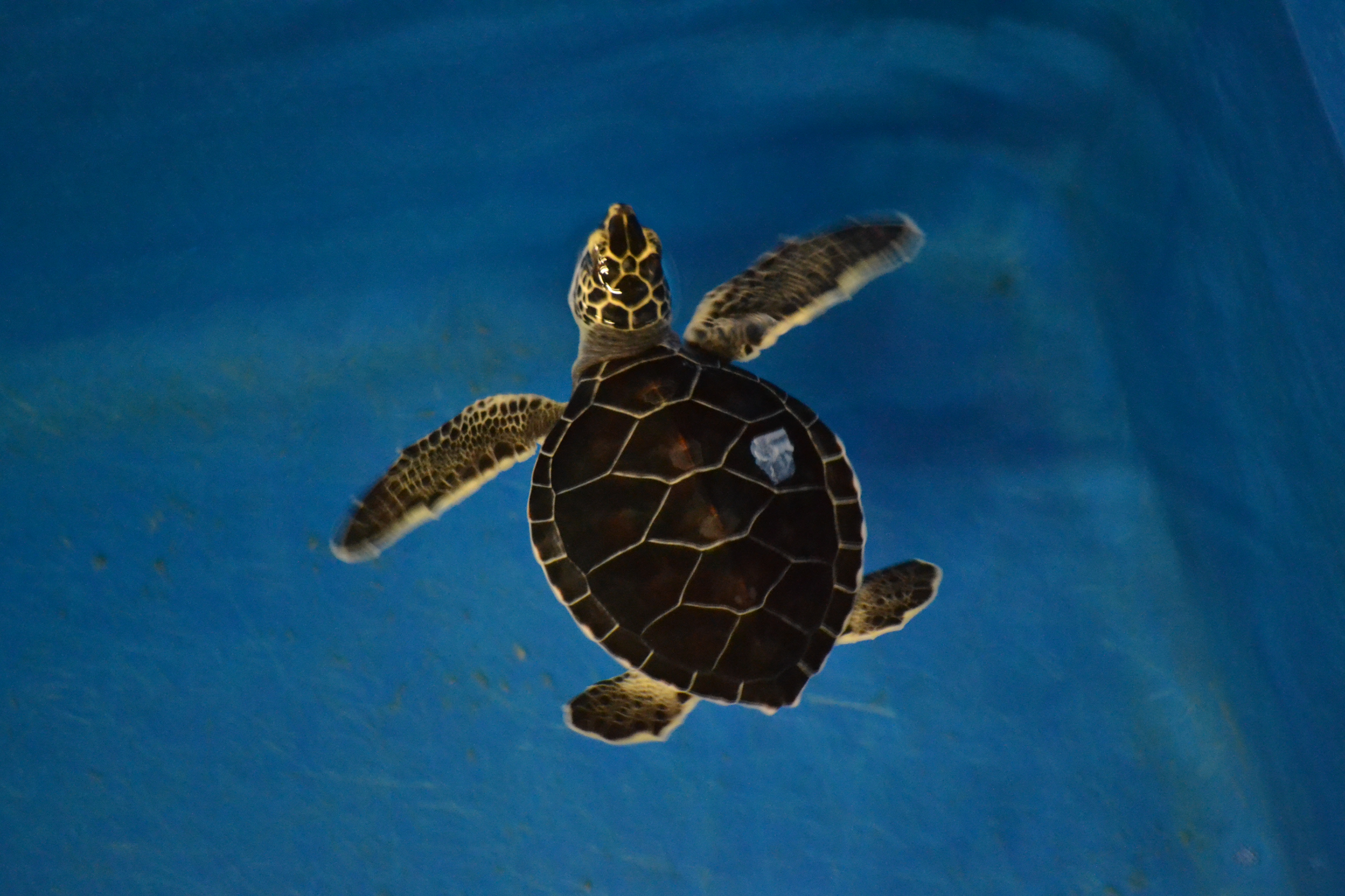 Морские черепахи для детей